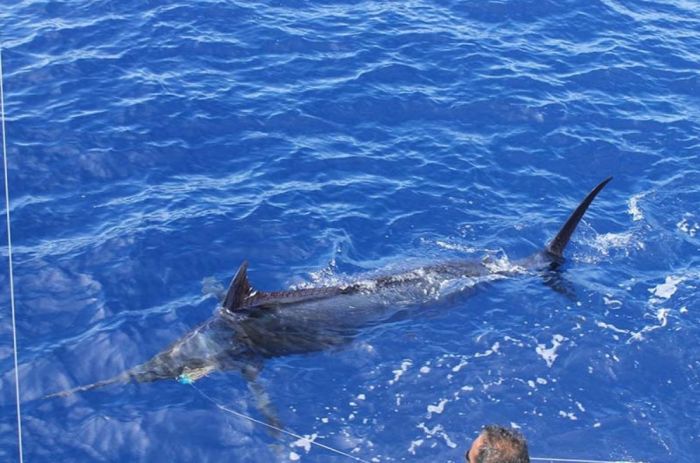 Pêche à l'espadon Ile Maurice