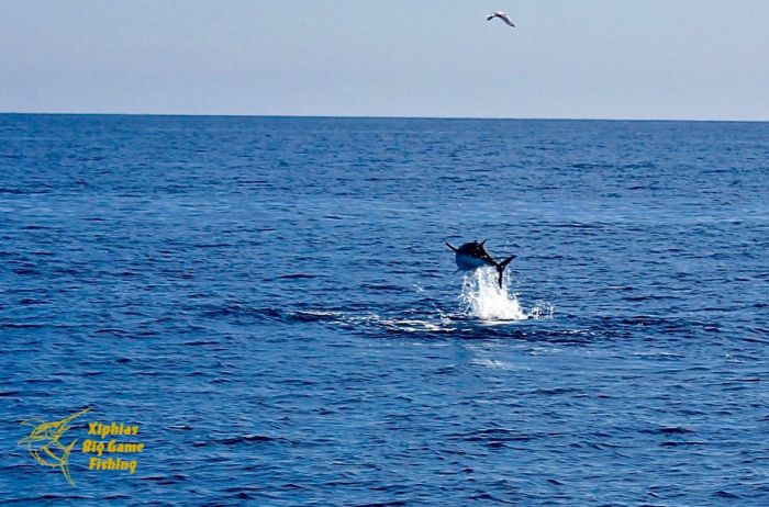 Pêche au thon Martigues