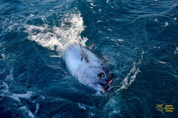 Pêche au thon Martigues