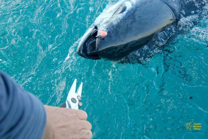 Pêche au thon Martigues