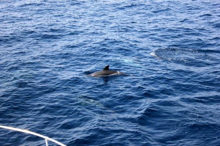 Visite des dauphins