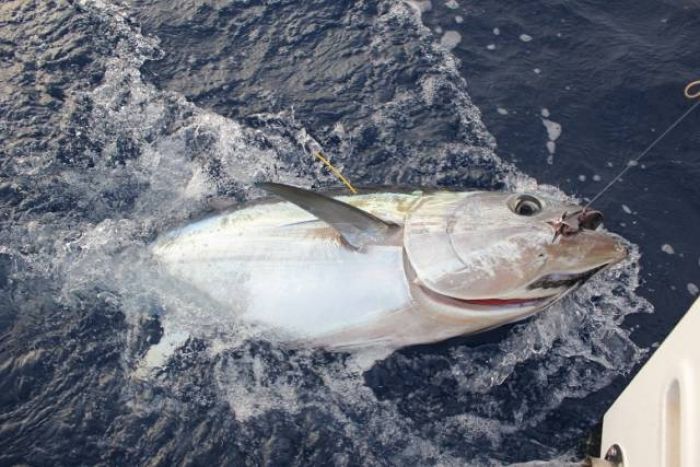  Photos pêche au gros - marlins - thons rouges -  requins