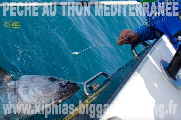 Pêche du thon rouge en Méditerranée