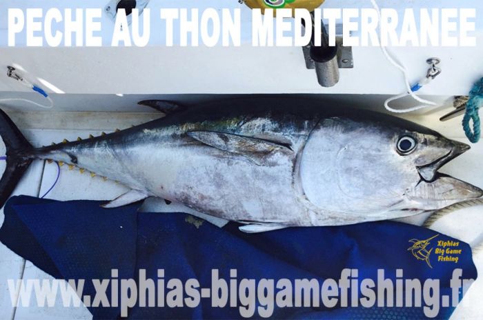 Pêche du thon rouge en Méditerranée