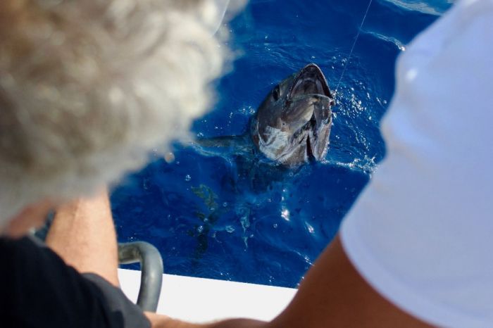 Bluefin tuna report - rapport de pêche au thon du 20/07/2017