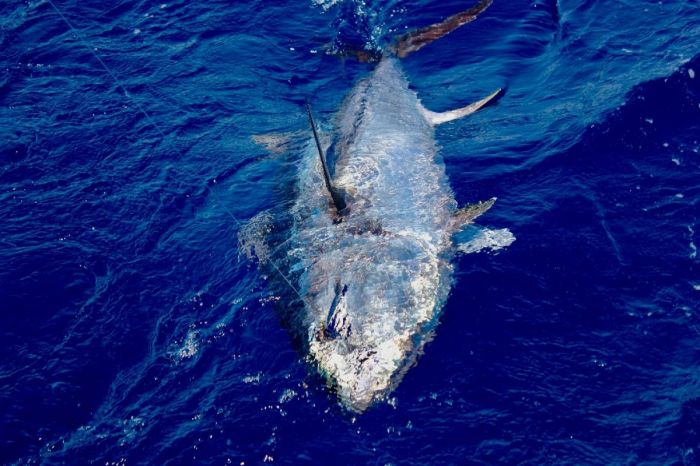 Bluefin tuna report - rapport de pêche au thon du 20/07/2017