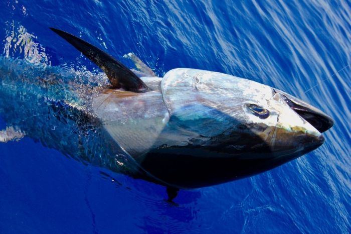 Bluefin tuna report - rapport de pêche au thon du 20/07/2017