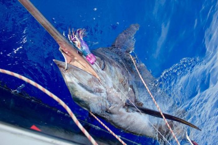 Pêche au gros - les gros marlin bleu du Portugal