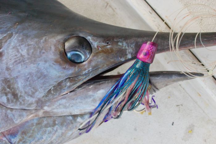 peche au gros - marlin bleu de 360 kg