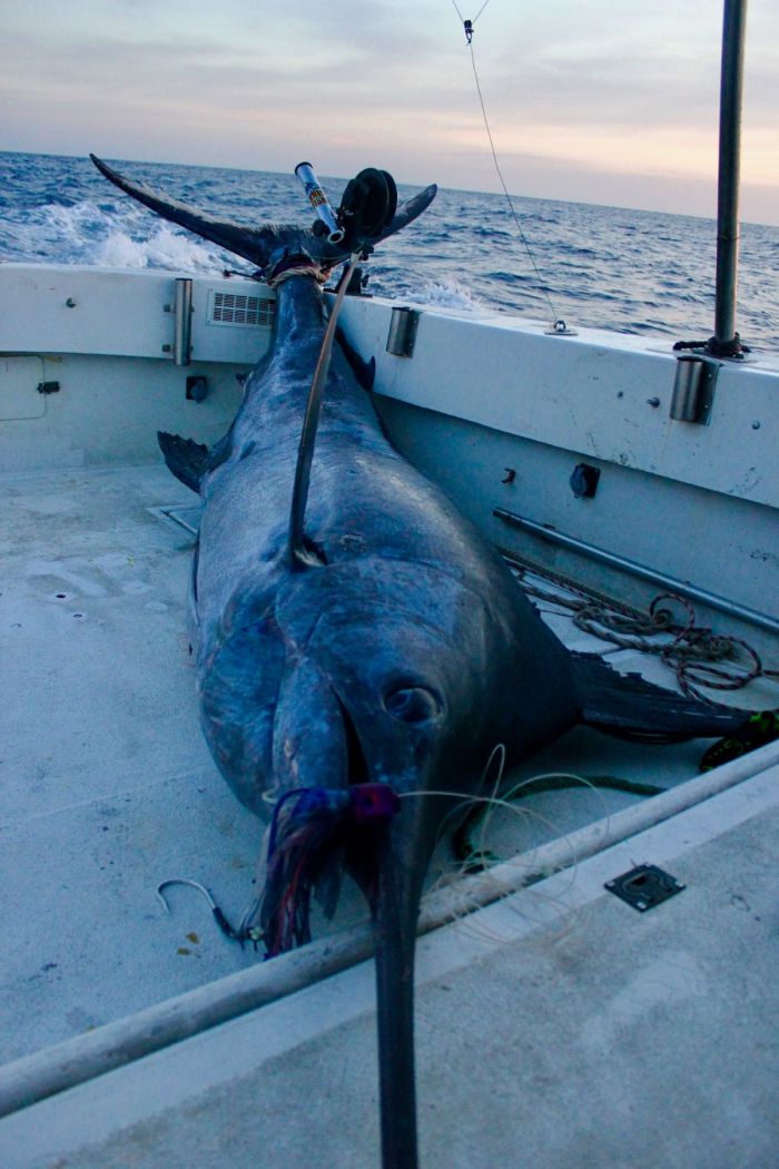 un marlin bleu de 800 lbs - 360 kg pour Chakib capturé au Portugal