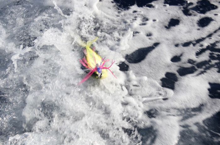 Pêche au gros sept 2017 Dorades coryphènes 