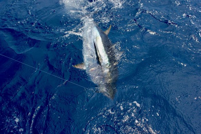 Rapport de pêche du 20 et 21 Juillet