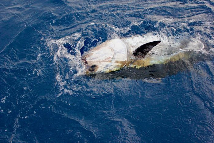 Rapport de pêche du 20 et 21 Juillet