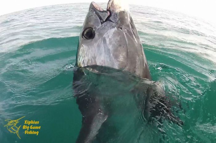 JOURNEE - TRAINE MARLIN BLANC - PETIT THONIDE