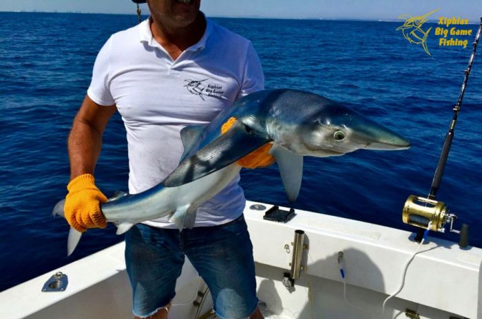 1/2 JOURNEE PECHE AU REQUIN - MAKO - PEAU BLEU - MARTEAU