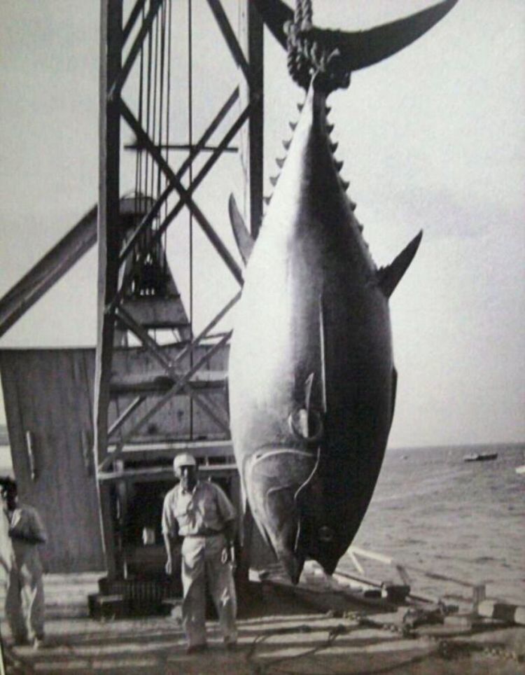 Le plus gros thon rouge du Monde 845 KG. Fake ou pas Fake ?