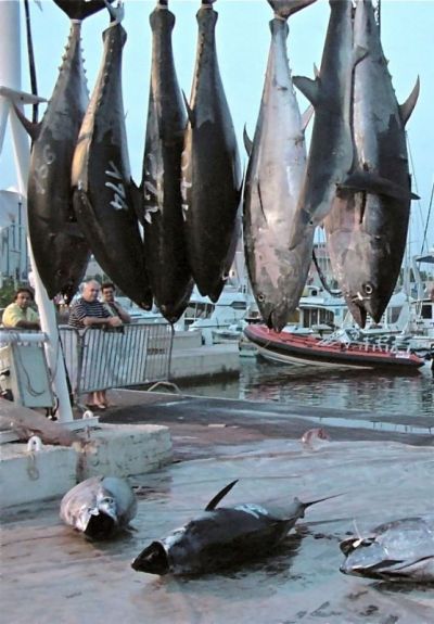 Les thons rouges à Martigues