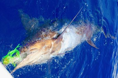 pêche au gros photos - marlin bleu du Portugal 700 lbs