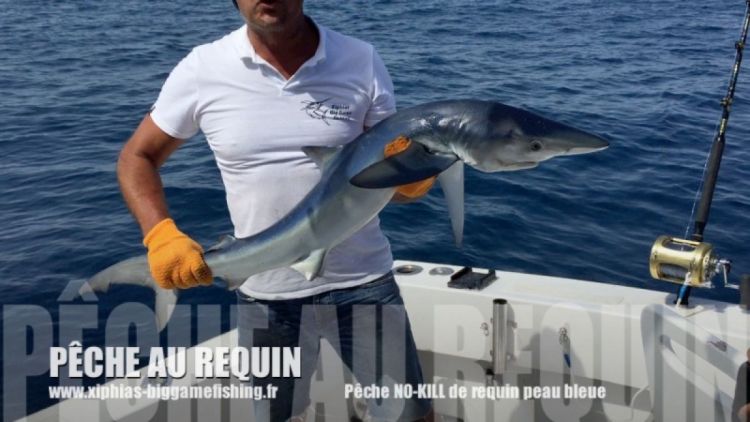 Pêche au requin Martigues (13) - Vidéo Youtube -