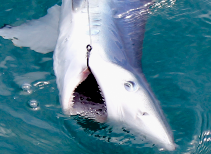 Pêche au requin