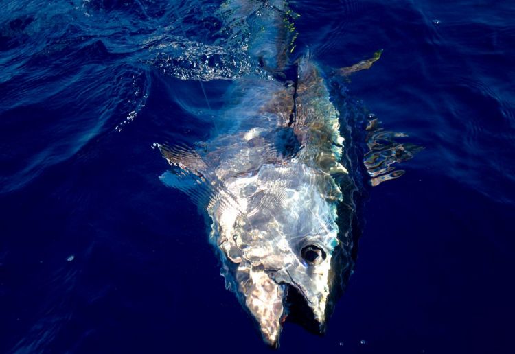 Pêche au thon rouge en Algarve 