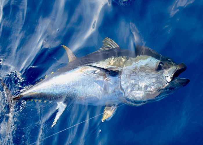 Types de pêche au gros