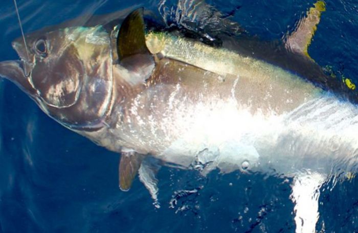 Photos - pêche au gros