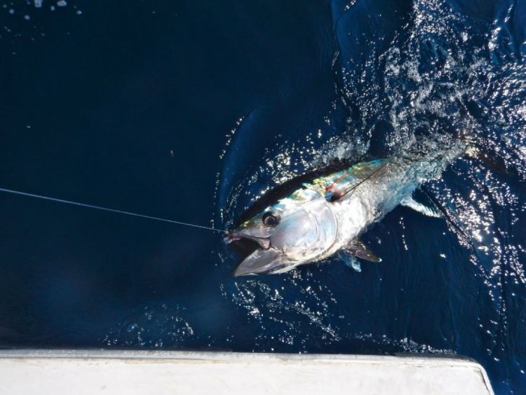 Photos de la pêche au thon saison 2014