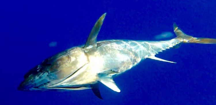 Photos de pêche au gros thon en Méditerranée