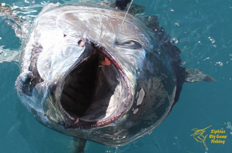 Photos pêche au gros - des thons et des requins