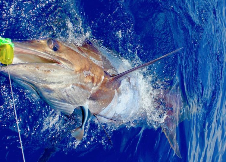 Saison du Marlin bleu lancée avec ce 700 lbs