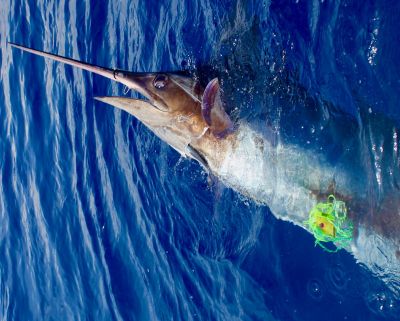 Vidéo pêche au gros - un max de gros poissons