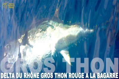  Pêche au gros thon rouge de 100 kg pour Marc 