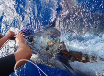 Pêche au gros, marlin bleu de 360 kg - Olhao 2017