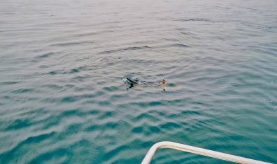 Pêche au requin marteau