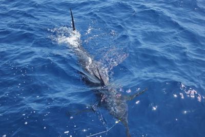 Blue marlin fishing Olhao Algarve Portugal