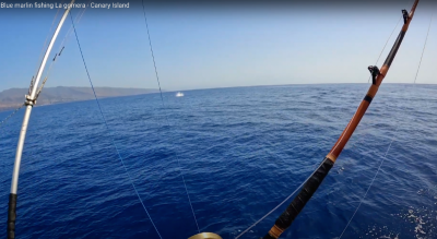 Blue marlin fishing