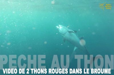 Vidéo exceptionnelle de 2 thons qui mangent le broumé sous l'eau