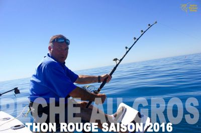 Pêche en mer thon rouge de Méditerranée au broumé 