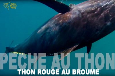 Vidéo pêche du thon rouge au broumé 