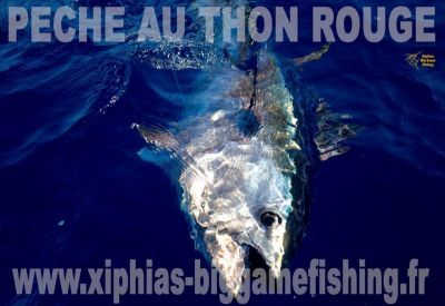 Pêche au gros, vidéo pêche du thon rouge au broumé, Cagnes sur mer 2017