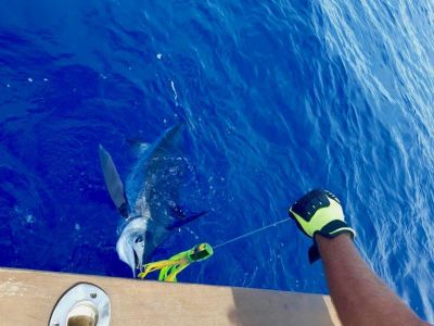 White marlin fishing Algarve Portugal