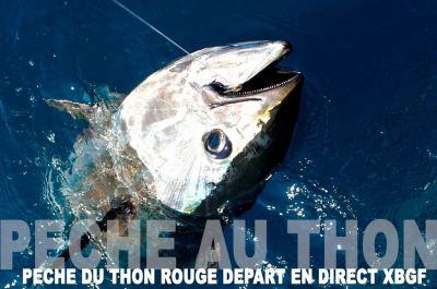 Pêche du thon au broumé, départ en direct sur 130 LBS