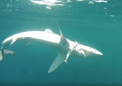 pêche au requin une orque attaque