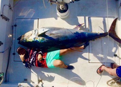 Pêche au gros - thon rouge géant - marlin bleu - marlin blanc