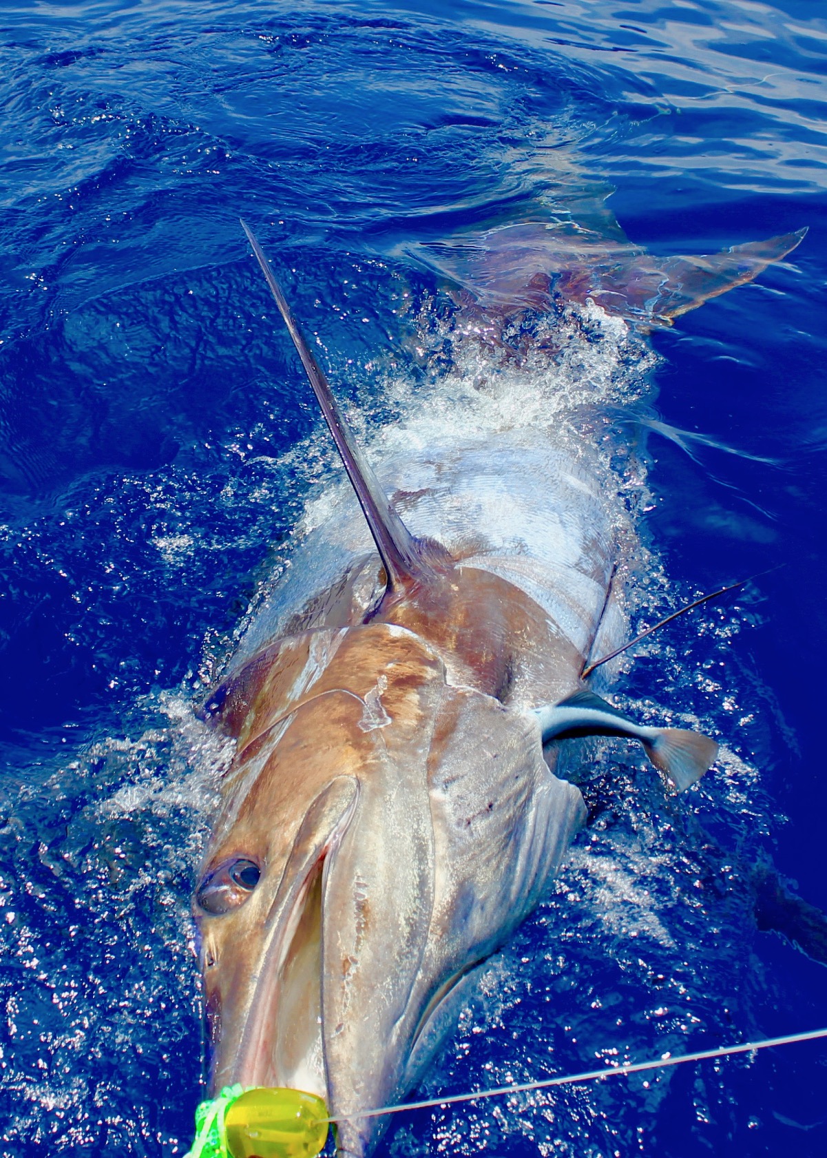 peche au gros