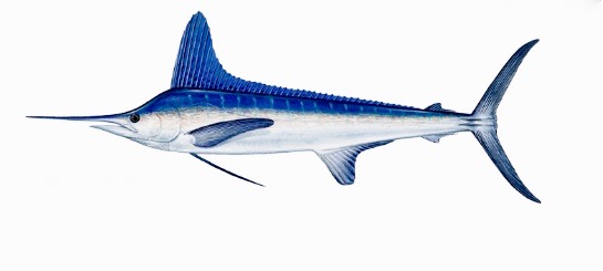 record marlin blanc