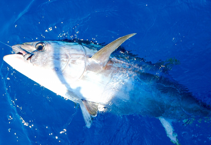 photo peche au thon