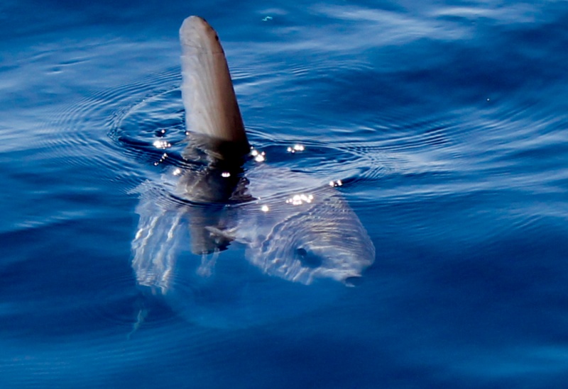 photo peche au thon poisson lune