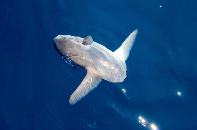 photo peche au thon poisson lune